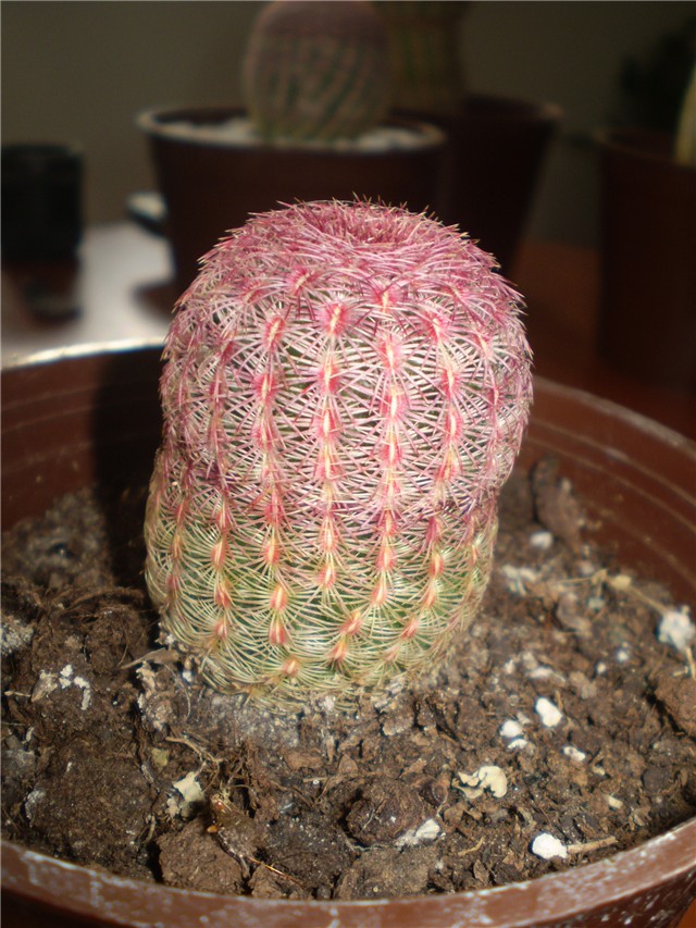 kaktus